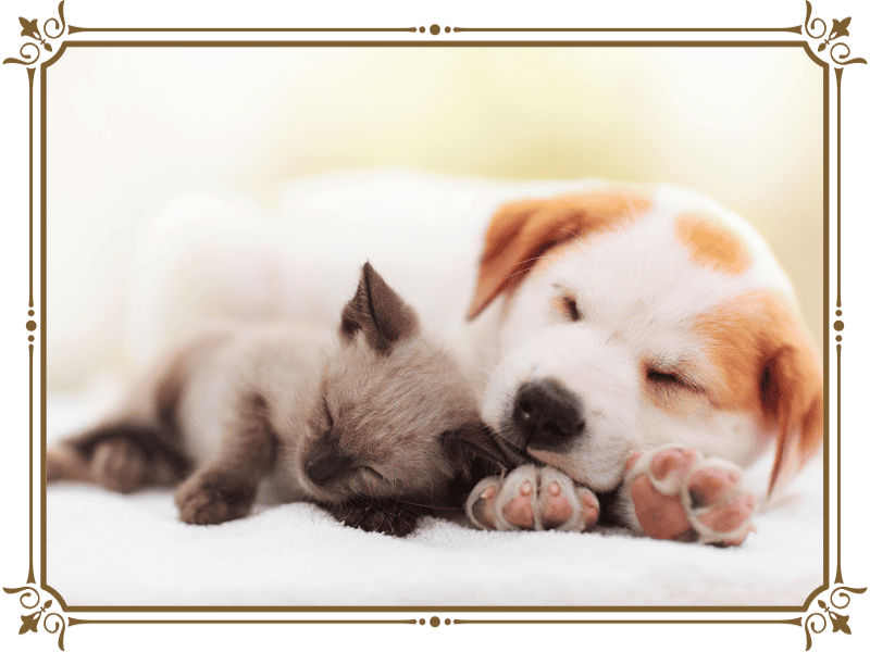 ペット祈願（犬猫）